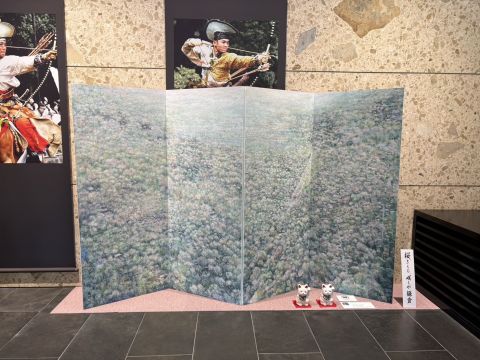桜、さくら、咲くや鎌倉